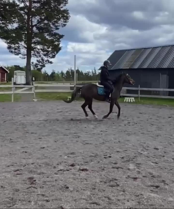 Allround hästar till salu: Snällaste unghästen  - Video 3