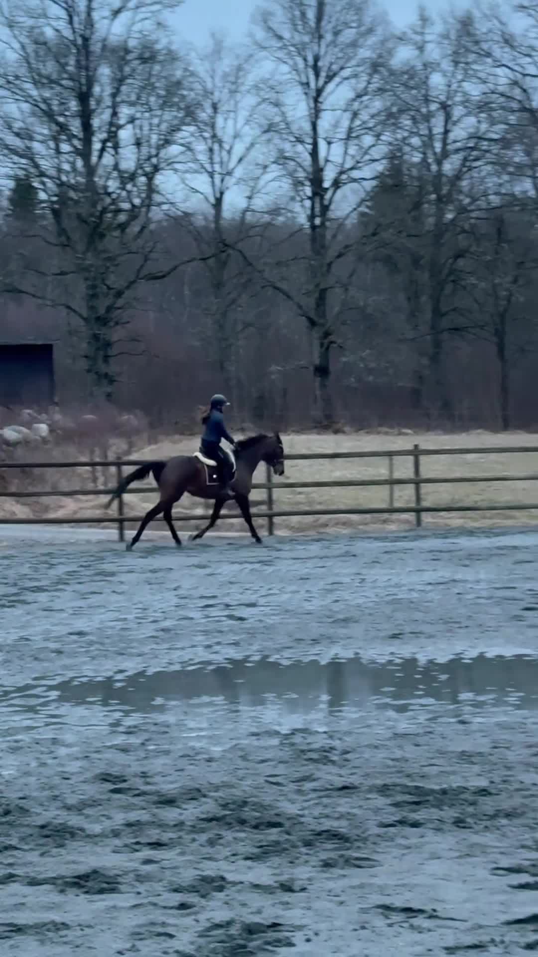 Allround hästar till salu: Lovande 4årig fullblodssto söker sitt framtida hem - Video 2