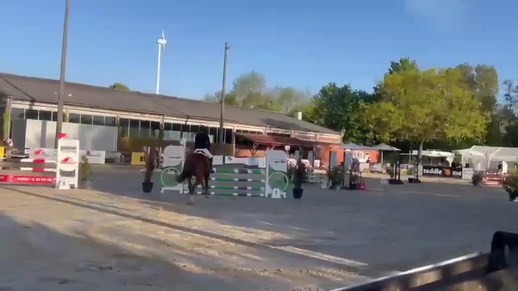 Allround hästar till salu: Bombsäker valack - Video 1