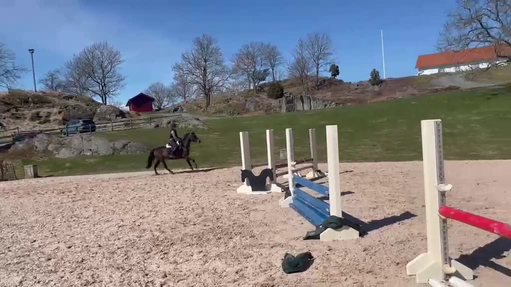 Allround hästar till salu: Ponny som syns i mängden - Video 3