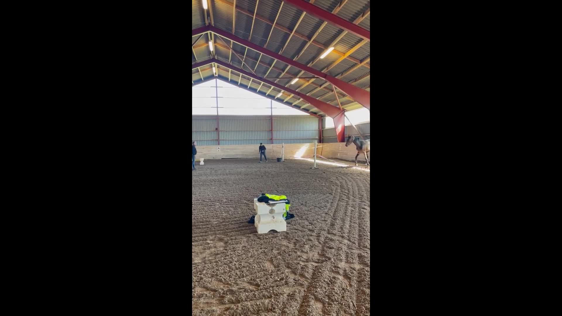 Dressyr hästar till salu: 3-årig dressyrvalack - Video 2