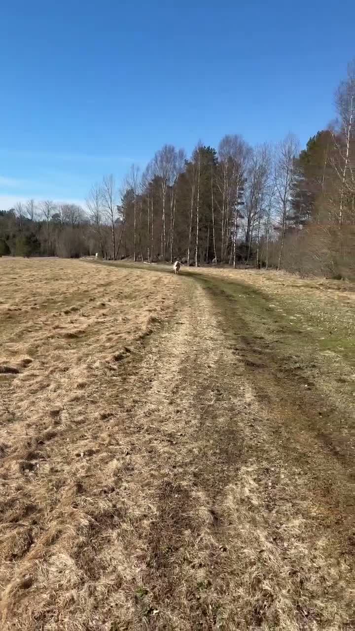 Körning hästar till salu: Två miniatyrhästar söker nytt hem tillsammans. i Almunge - Video 2