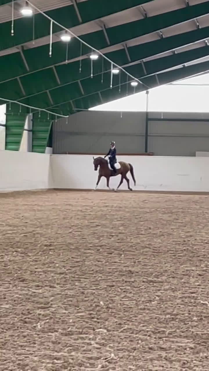 Dressyr hästar till salu: Supertrevlig 4åring med fin ridbarhet i Bankeryd - Video 1