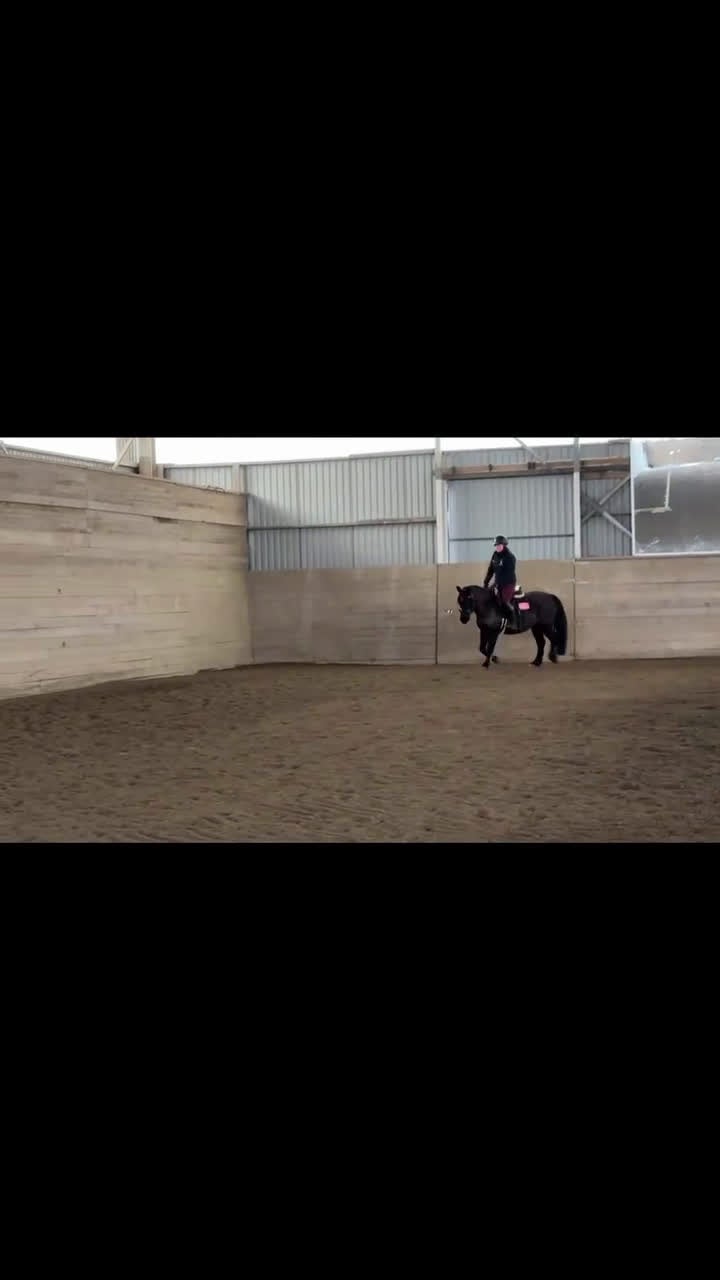 Allround hästar till salu: Snygg allroundponny - Video 1