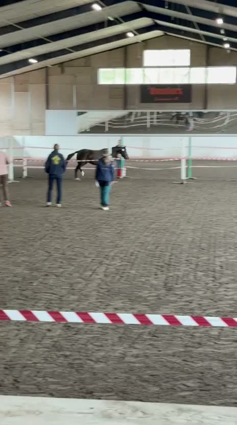Allround hästar till salu: Conrad All Star  - Video 3