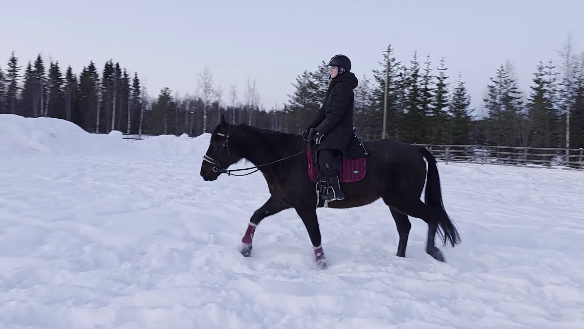 Allround hästar till salu: ☆ Livi ☆  - Video 2