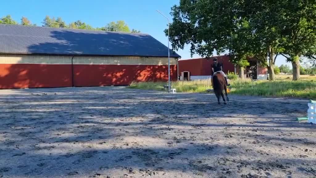 Allround hästar till salu: Tryggt fullblod  - Video 1