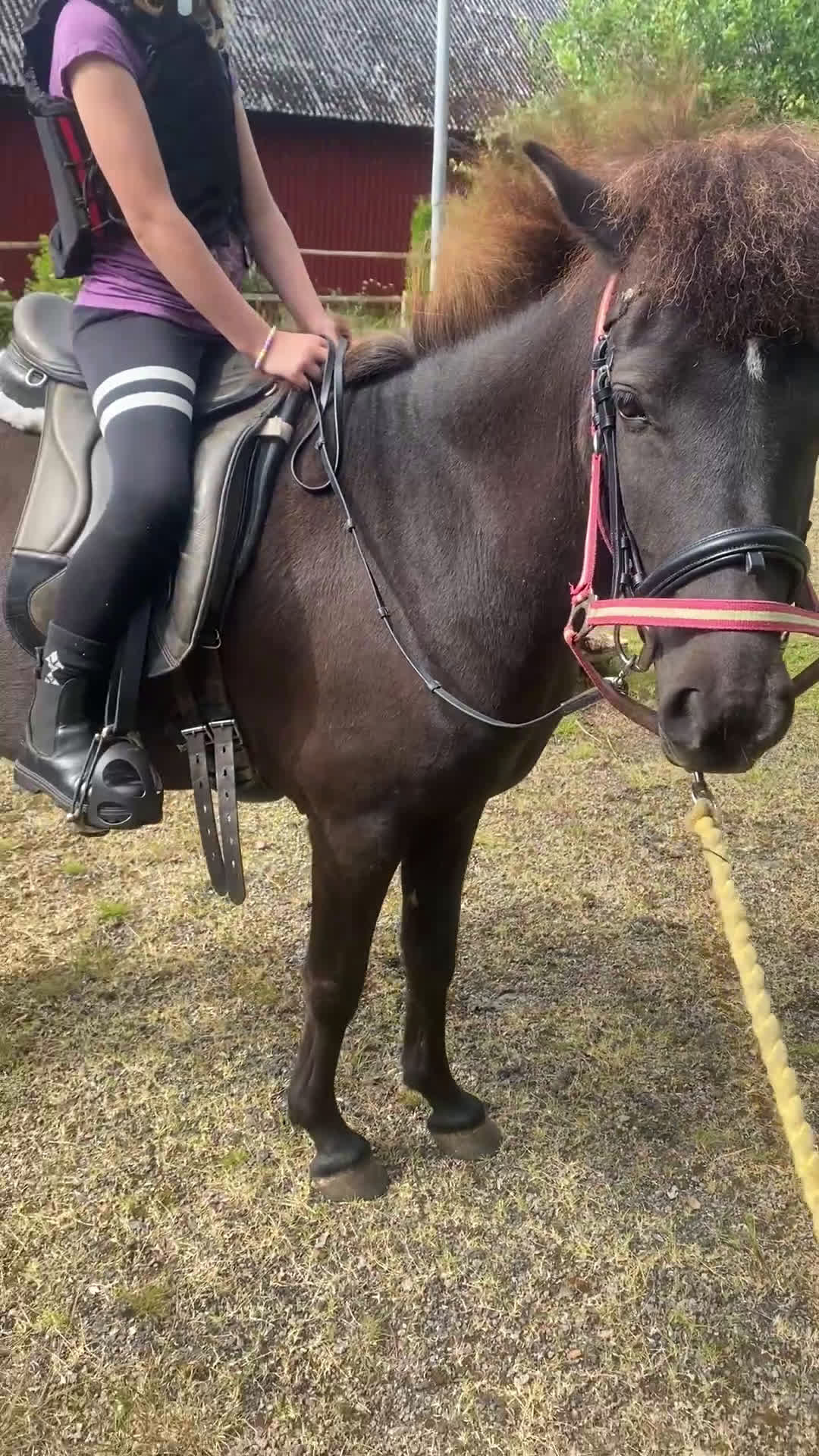Island hästar till salu: 5-årigt islandssto i Munka-ljungby - Video 2