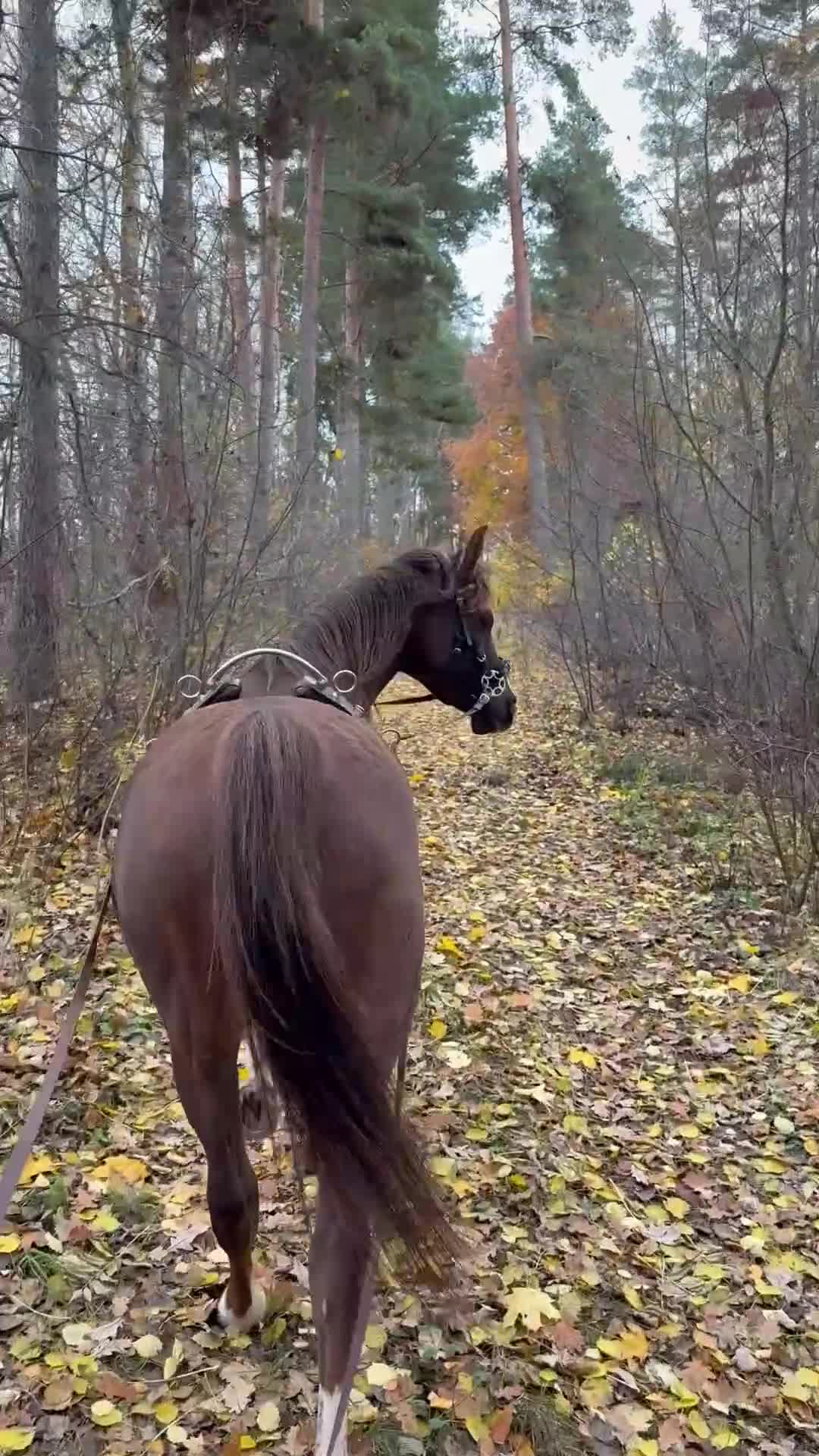 Distans hästar till salu: Snäll och välriden bästa kompis - Video 3