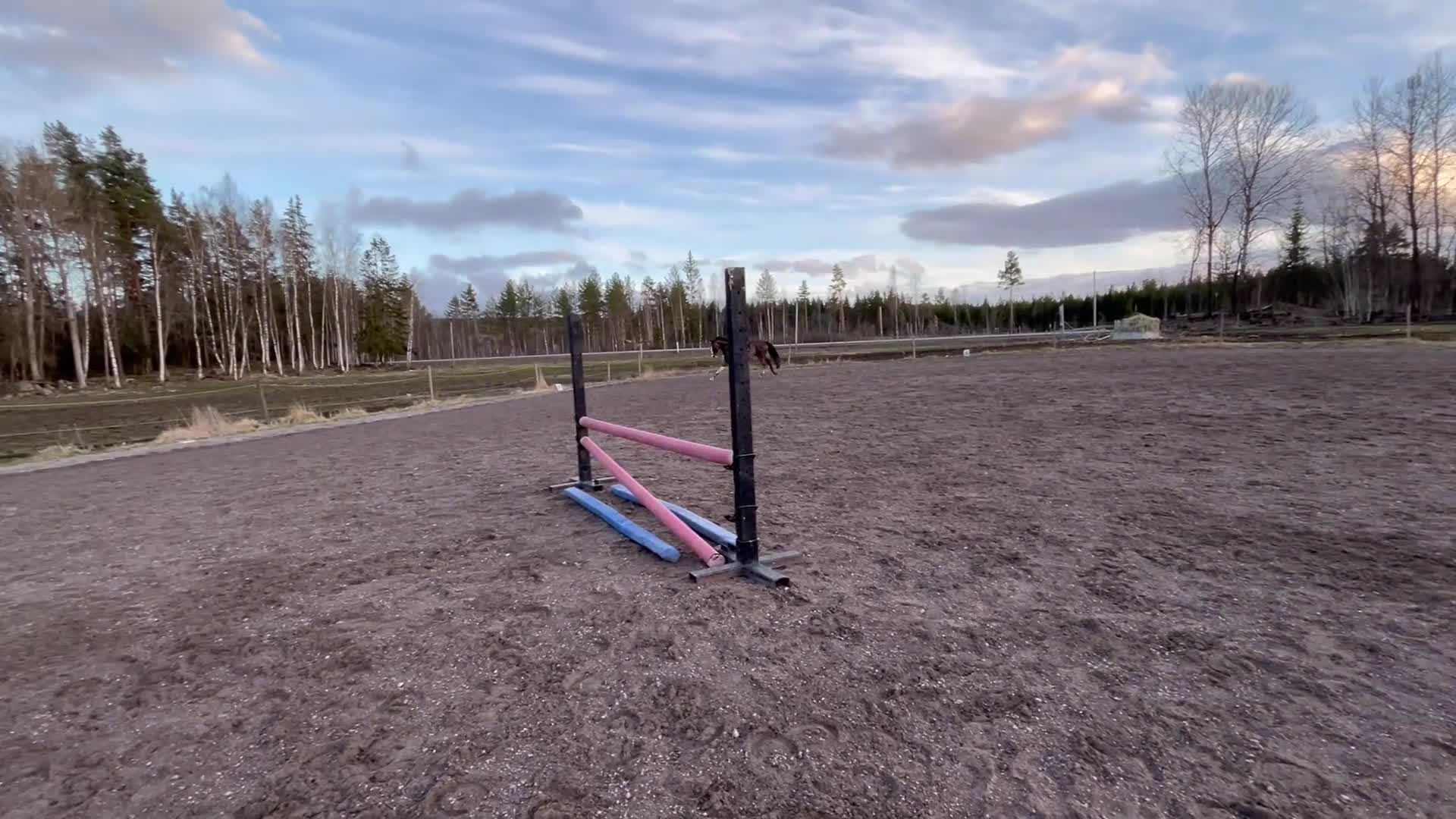 Allround hästar till salu: Välriden, genomsnäll bästavän i Falun - Video 1