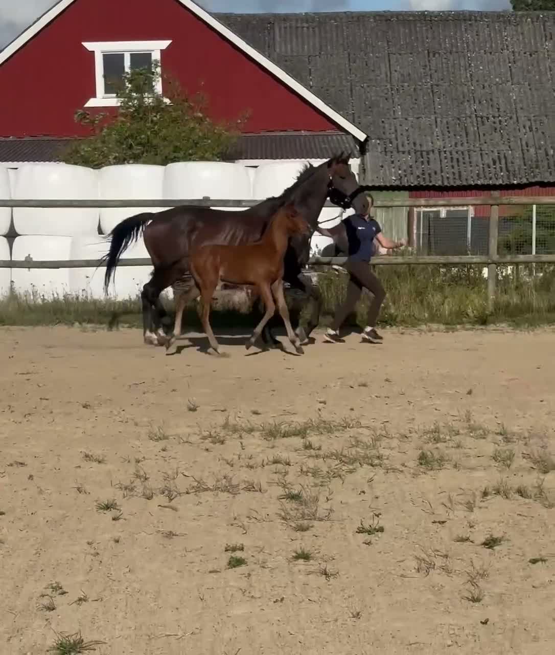 Dressyr hästar till salu: Fint hingstföl i Malmö - Video 2