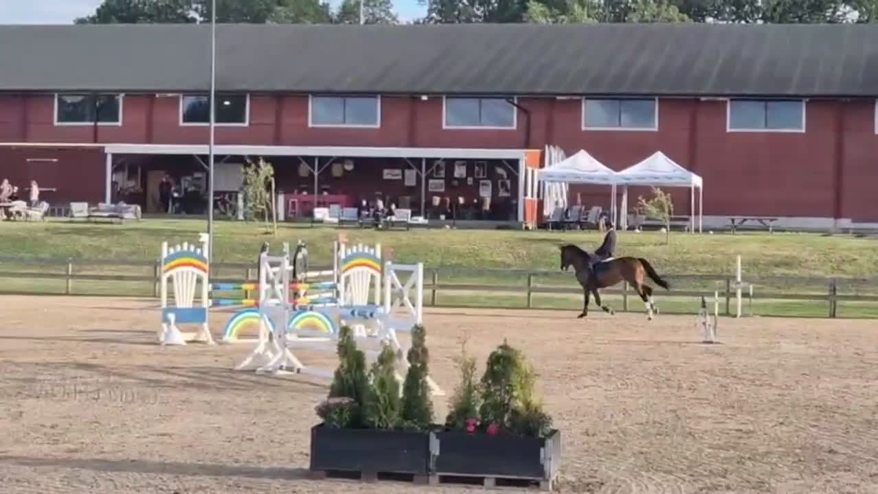Hoppning hästar till salu: Kvalitativ 5-åring till salu  i Norrköping - Video 2
