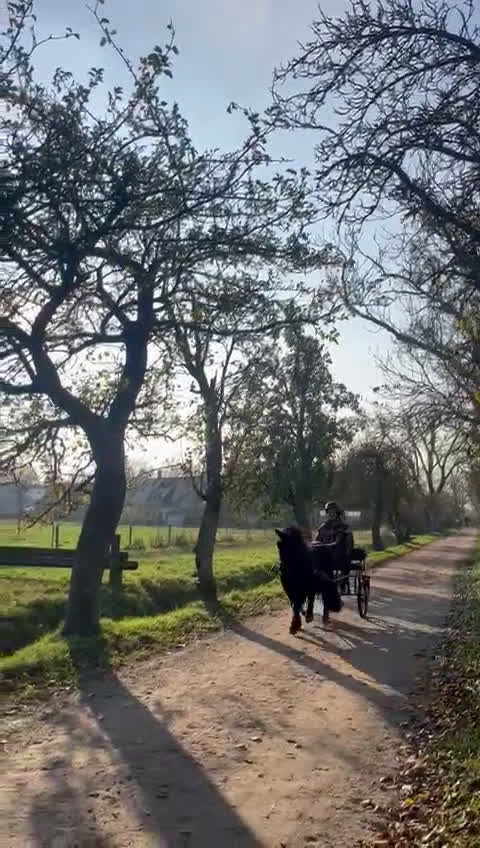 Allround hästar till salu: Rid och körbar Shetlandsvalack i Lund - Video 3