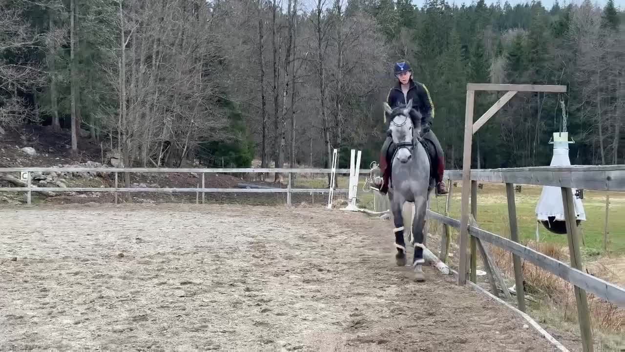 Dressyr hästar till salu: 5 årig dubbeltalang - Video 2