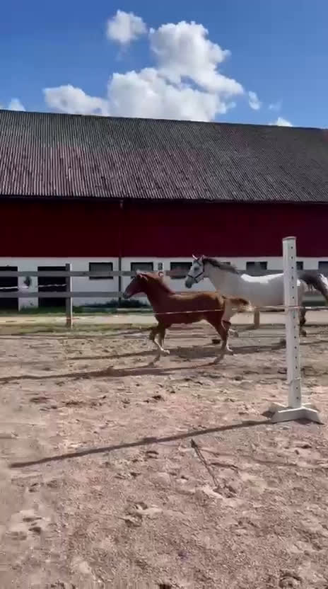 Hoppning hästar till salu: Välstammat föl med utstrålning i Norrköping - Video 1