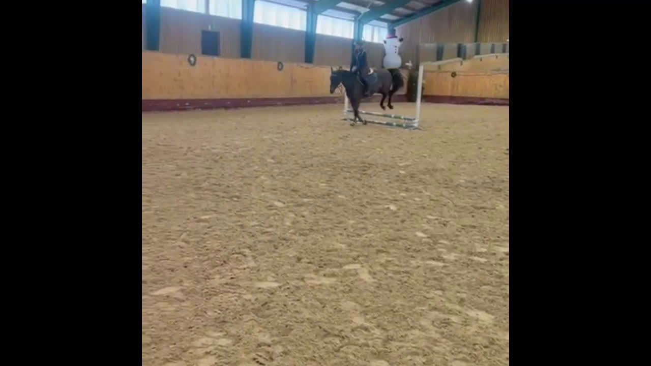 Hoppning hästar till salu: Hoppsto  - Video 1