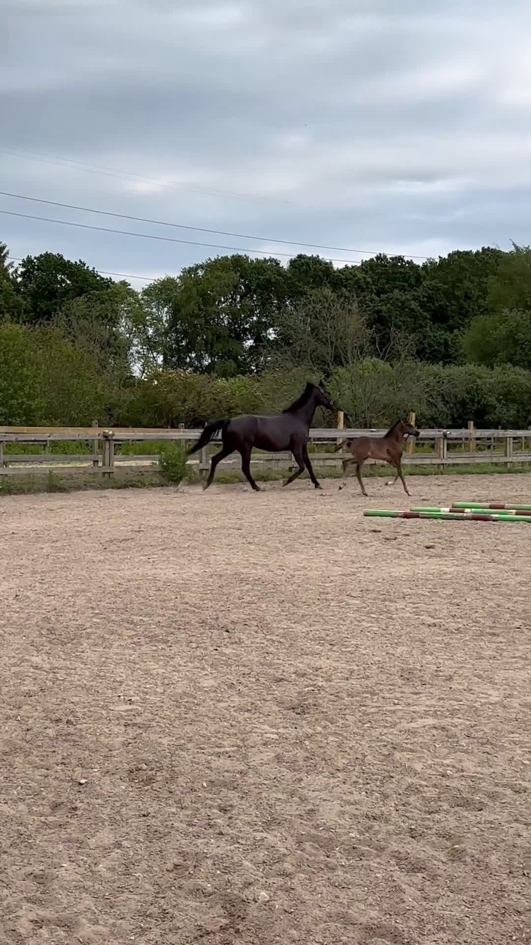 Dressyr hästar till salu: Velbygget hoppeføl med 3 gode gangarter - Video 2