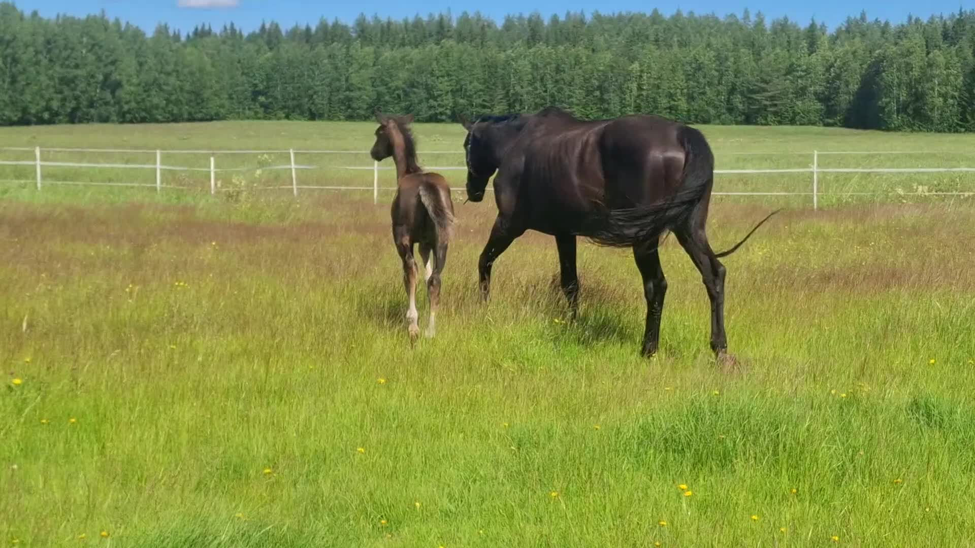 Hoppning hästar till salu: Maffig hingstunge med syskon i 155cm - Video 2