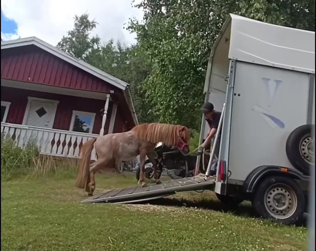 Allround hästar till salu: Nyfiken amerikansk miniatyr - Video 1