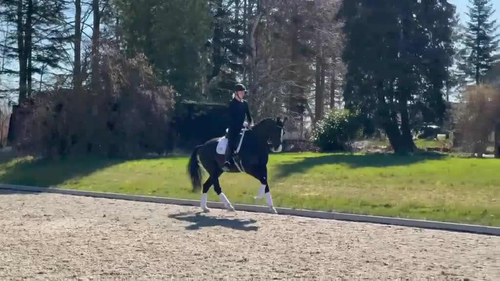 Dressyr hästar till salu: Dressyr KWPN-valack med kvalitet och potential i Hillerød - Video 1