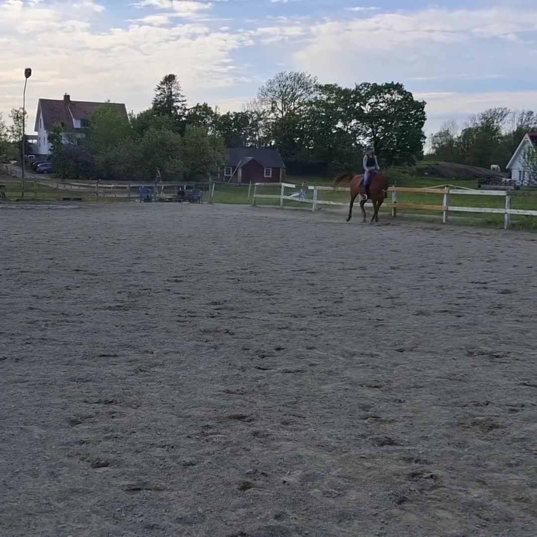 Allround hästar till salu: För den lugna och trygga personen - Video 1