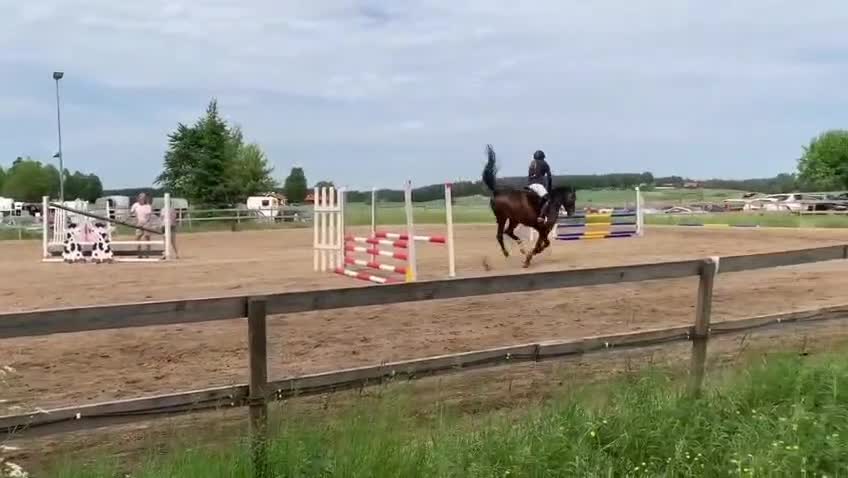 Hoppning hästar till salu: Trevlig SWB valack - Video 1