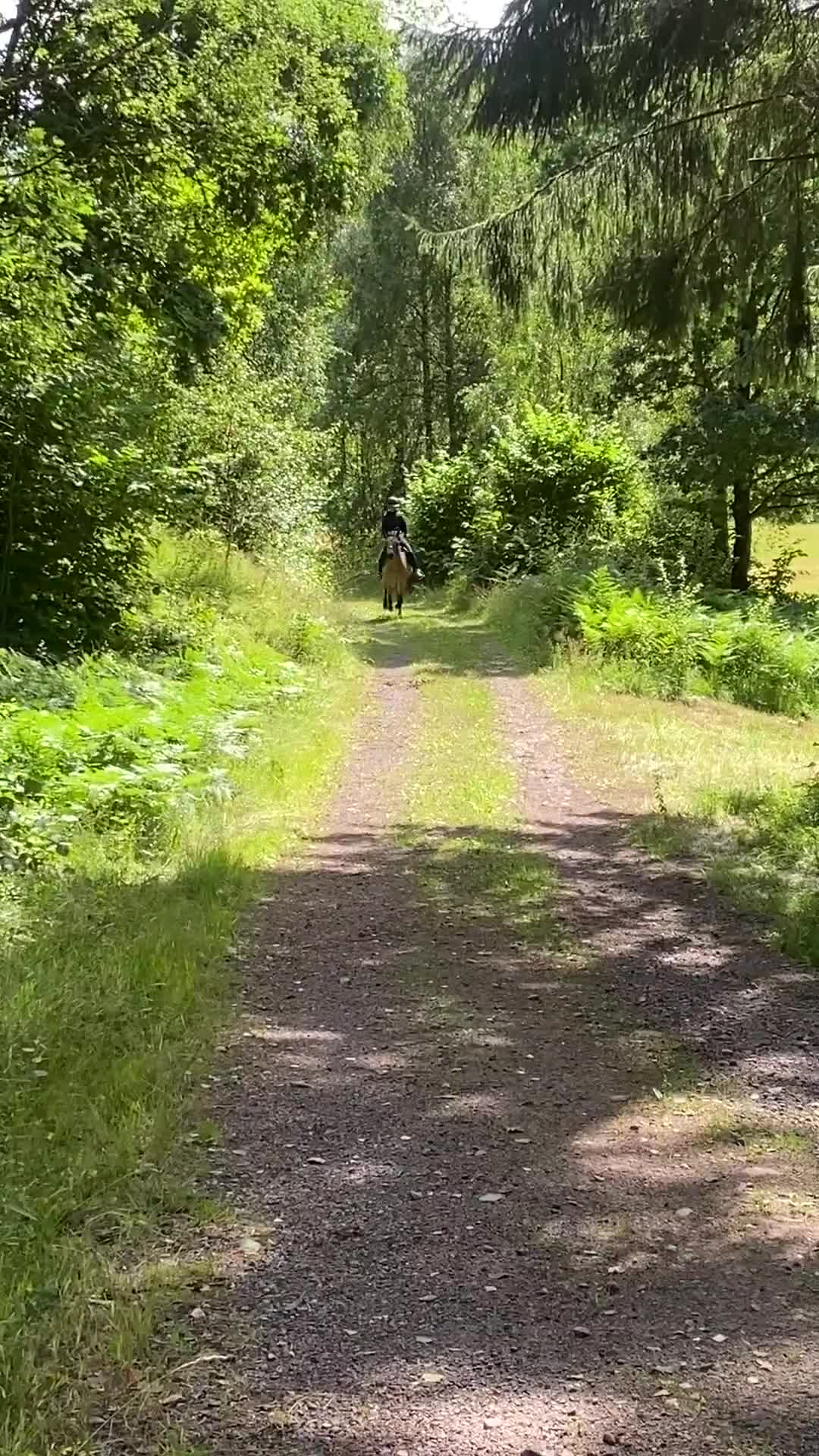 Allround hästar till salu: Välutbildad och orädd maxad B-ponny - Video 3