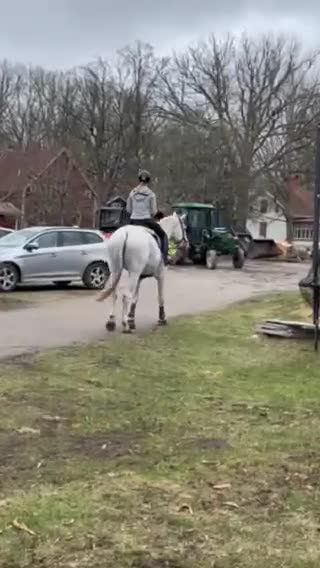 Hoppning hästar till salu: Rutinerad läromästare/ Lyxig kompis - Video 3
