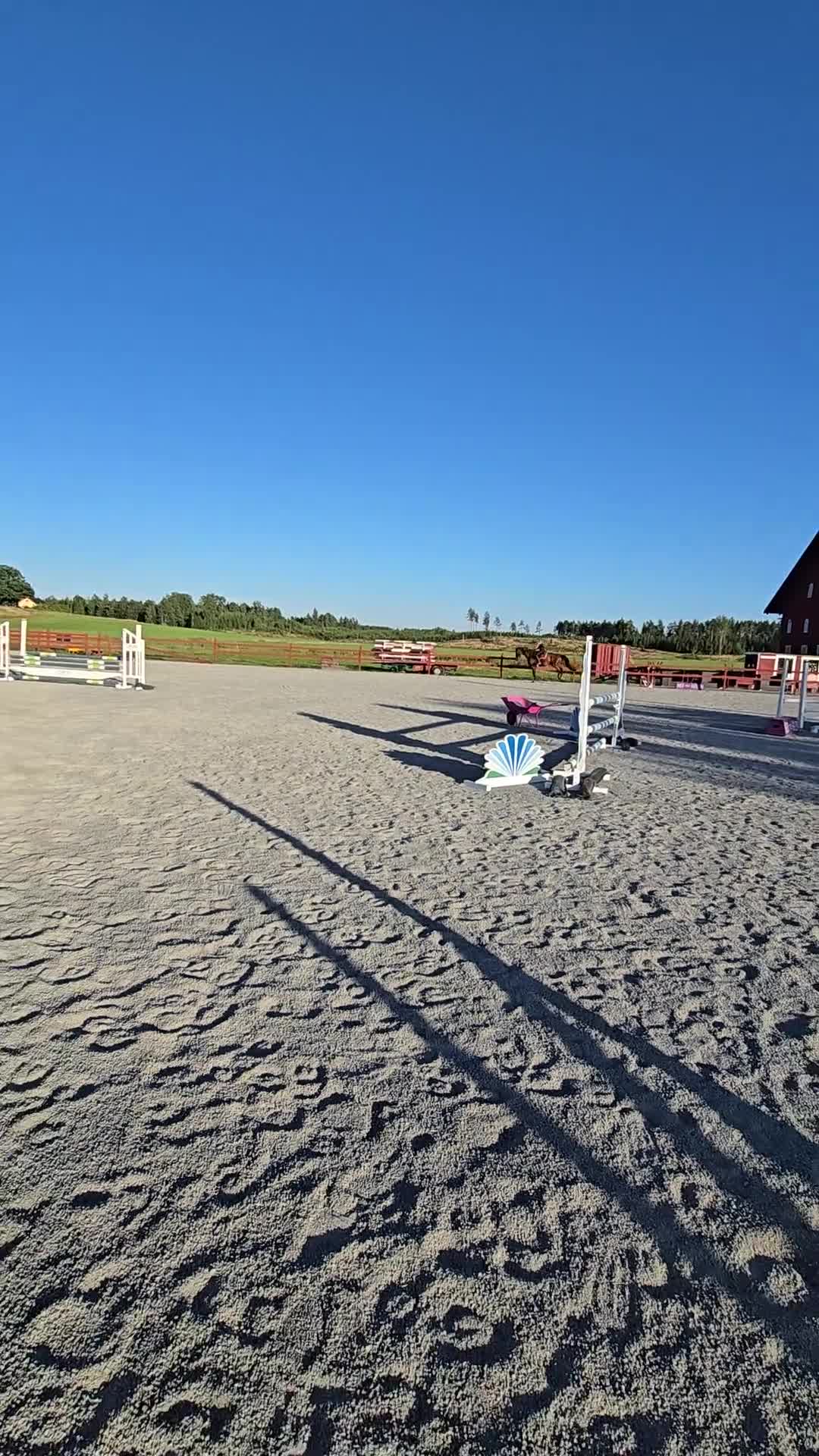 Allround hästar till salu: Lovande SWB-valack f. 2022 - Video 1