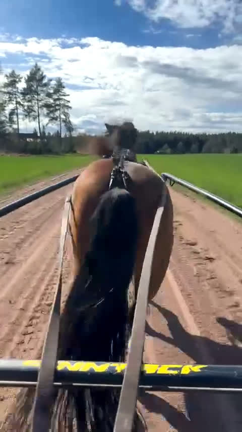 Allround hästar till salu: Wilse behöver hitta sin person . Gärna ponnytrav i Mjölby - Video 2