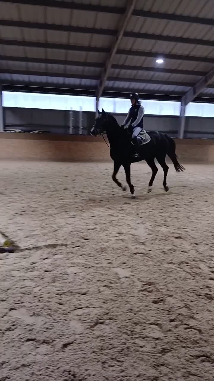 Hoppning hästar till salu: Talangfull hopphäst  - Video 1