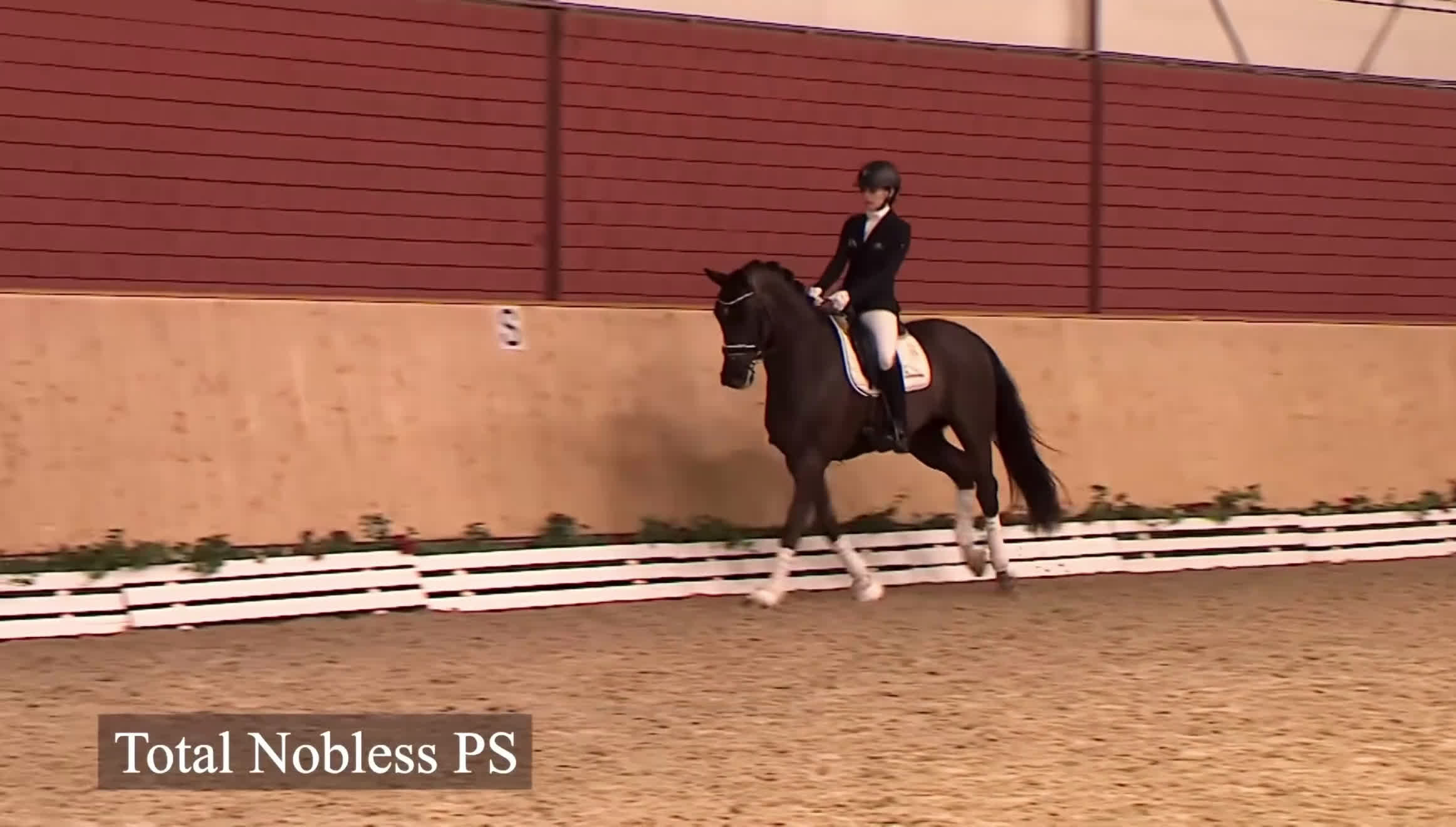 Dressyr hästar till salu: Top gångartshäst eTotal Hope   - Video 2