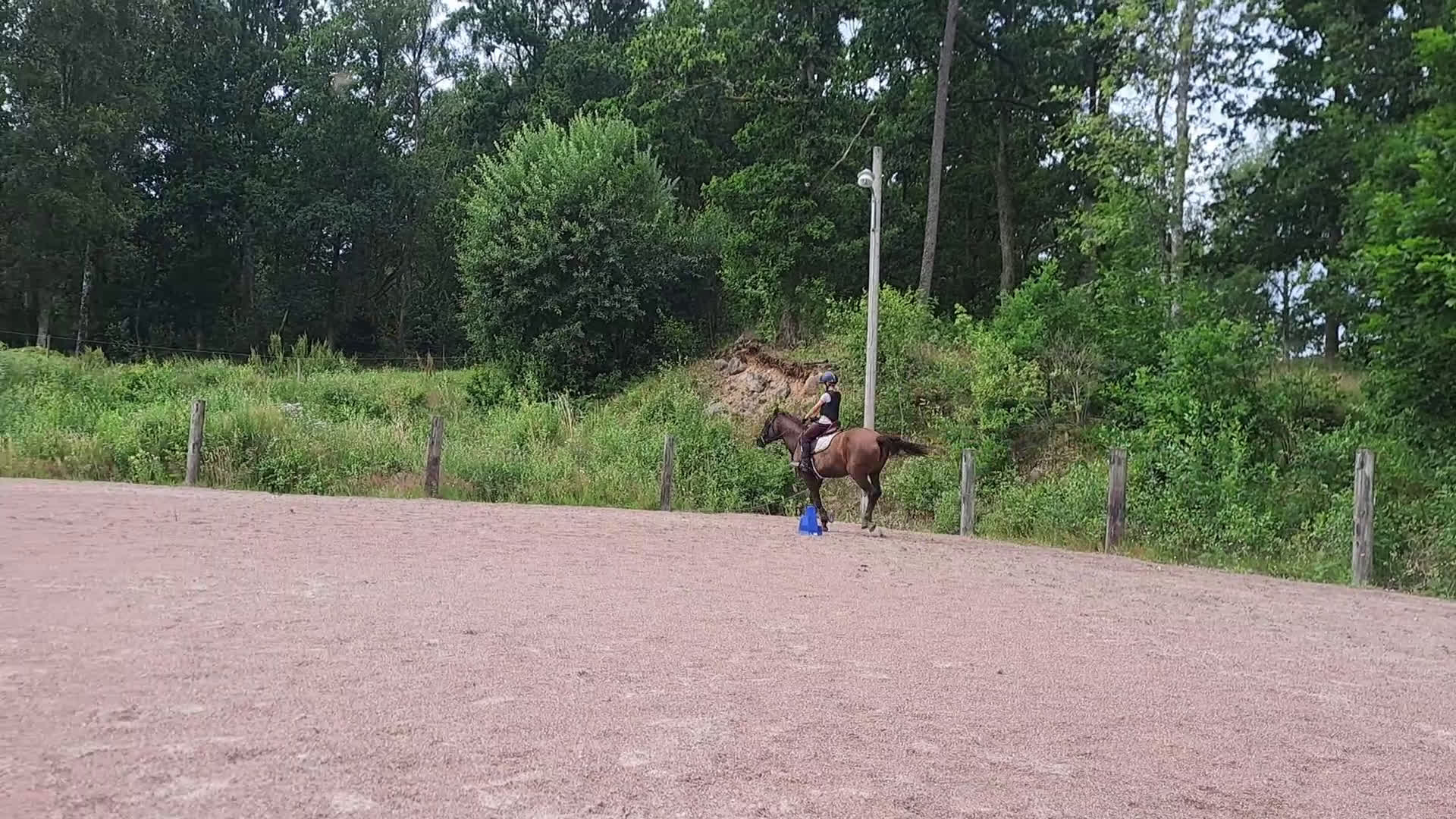 Allround hästar till salu: Svensk ridponny 19år - Video 1