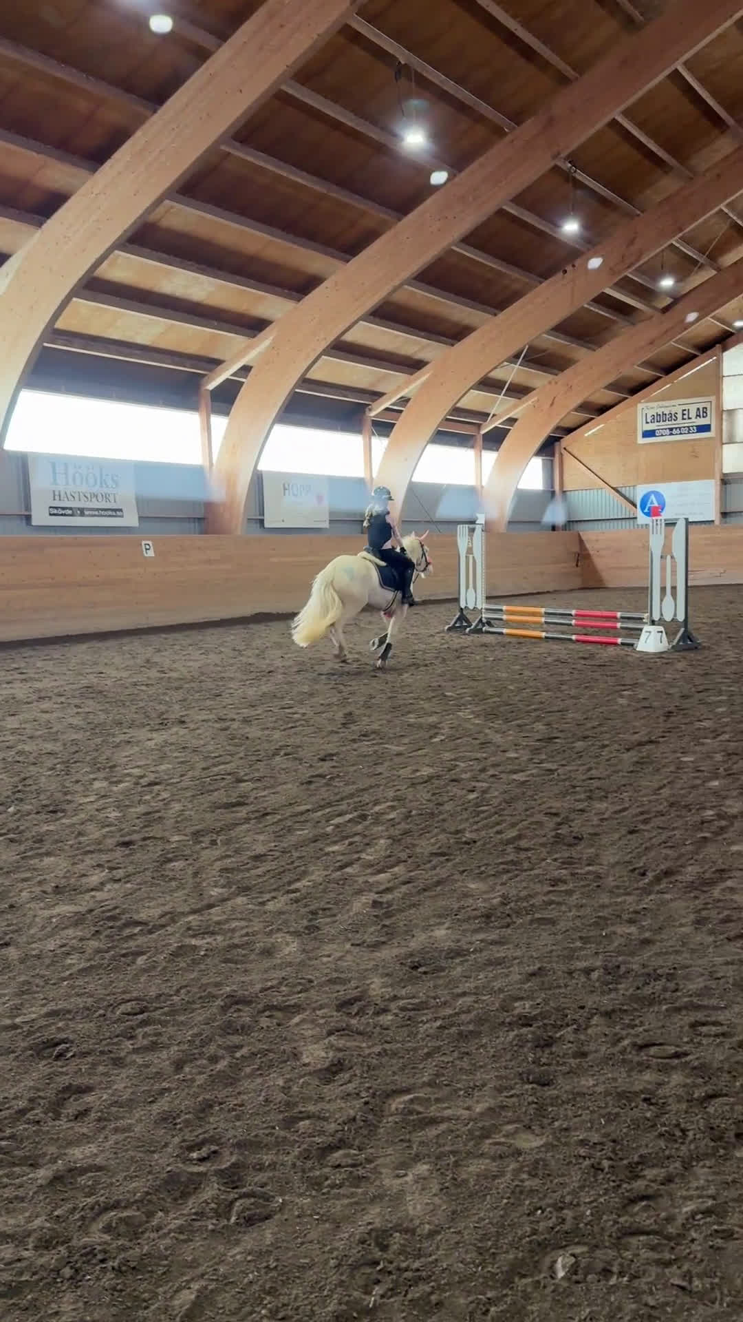 Hoppning hästar till salu: Talangfull drömponny! - Video 1