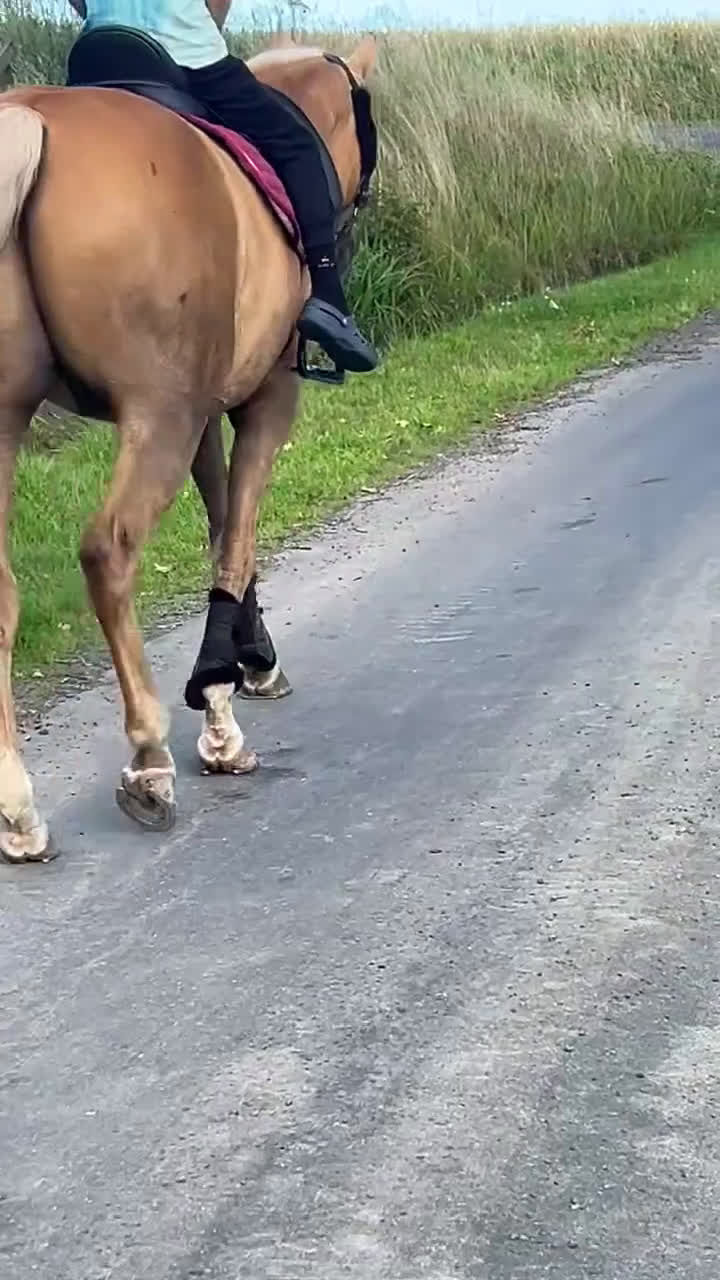 Sällskap hästar till salu: Världens snällaste valack till sällskap - Video 1