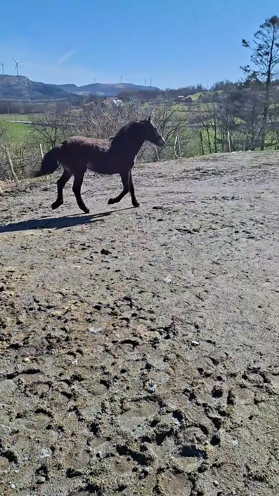 Trav hästar till salu: Åringssto Tysvær Dokka  i Aksdal - Video 1