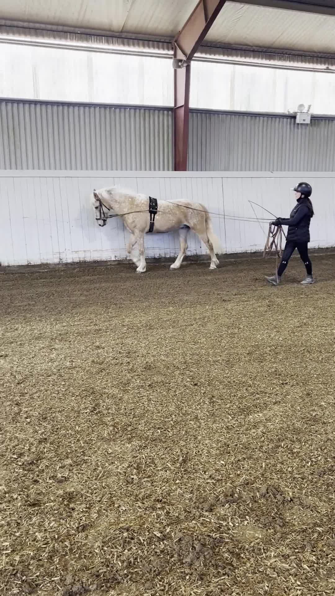 Allround hästar till salu: Trevlig och okomplicerad inriden valack - Video 3