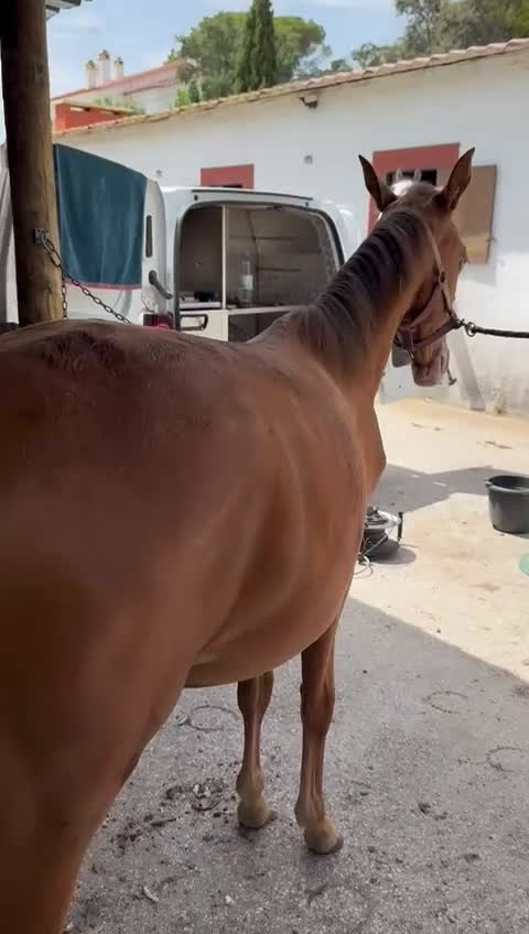 Allround hästar till salu: Luso varmblodig sto i Badajoz - Video 2