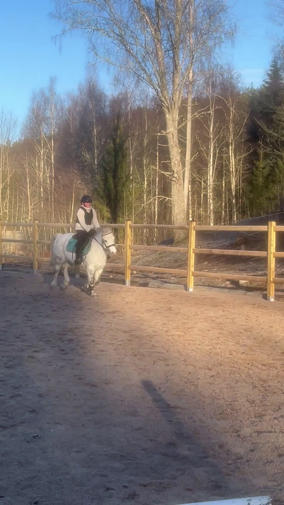 Allround hästar till salu: Finaste Zaphira - Video 2