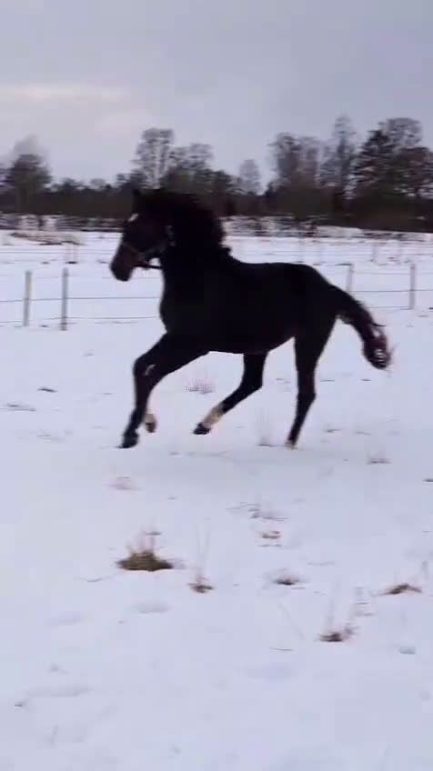 Dressyr hästar till salu: Välstammad bästa kompis av internationell modell - Video 2