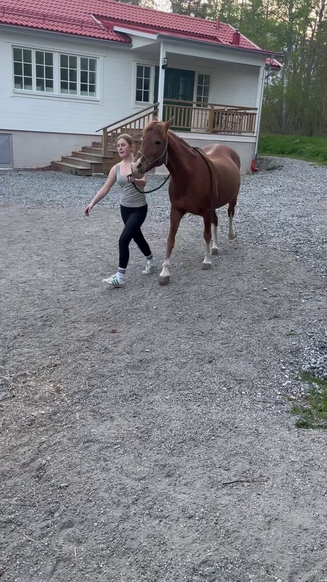 Allround hästar till salu: Rosettplockare och multitalang  i Gusum - Video 2