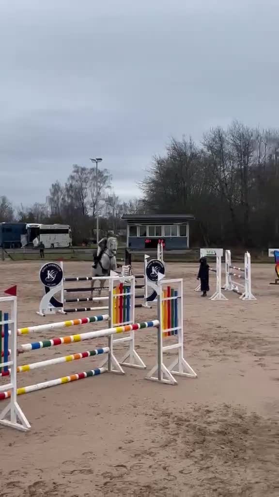 Allround hästar till salu: Erfaren och stabil hopphäst  - Video 1