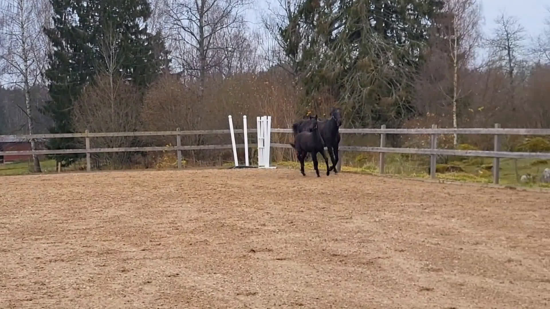 Hoppning hästar till salu: Vacker hingst efter Mr Vain  - Video 3