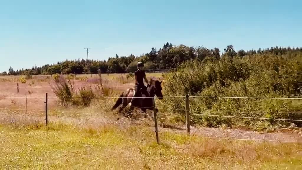 Island hästar till salu: Lira från Spelmansgården i Hjärnarp - Video 3