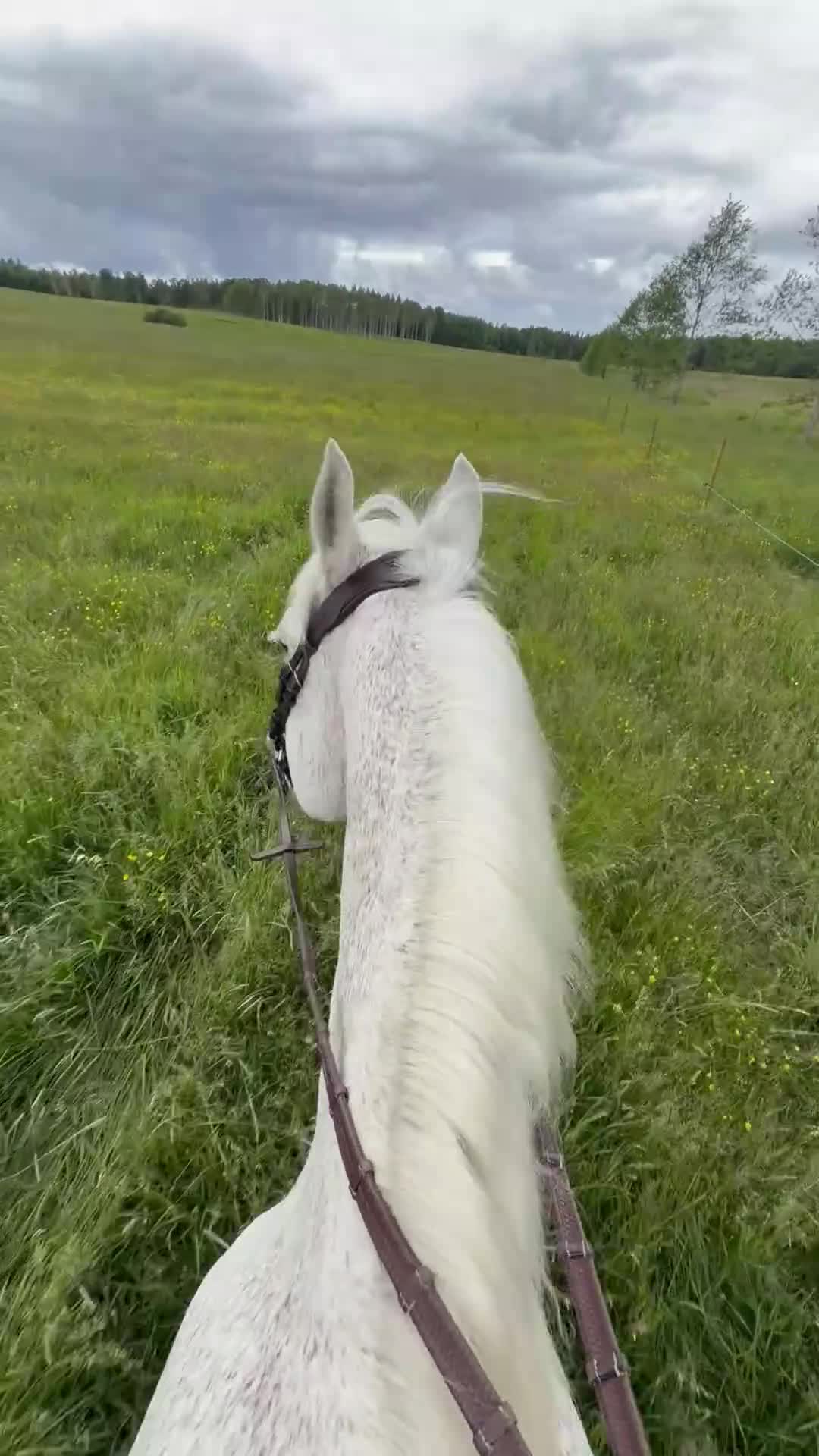Sällskap hästar till salu: Vår ögonsten letar efter ett nytt 🏠 - Video 1