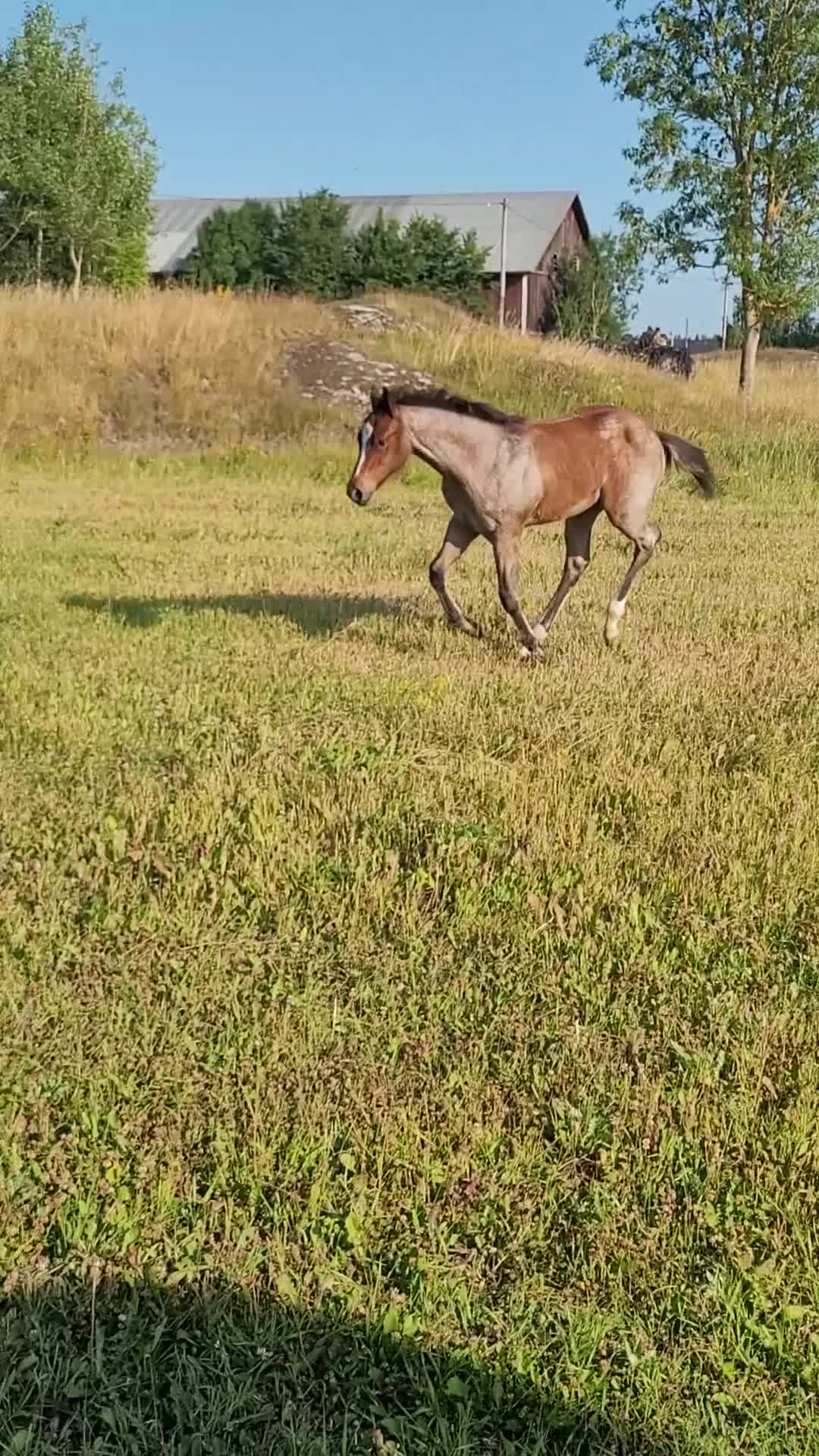 Western hästar till salu: Sötaste quarter ungen i flocken  - Video 1