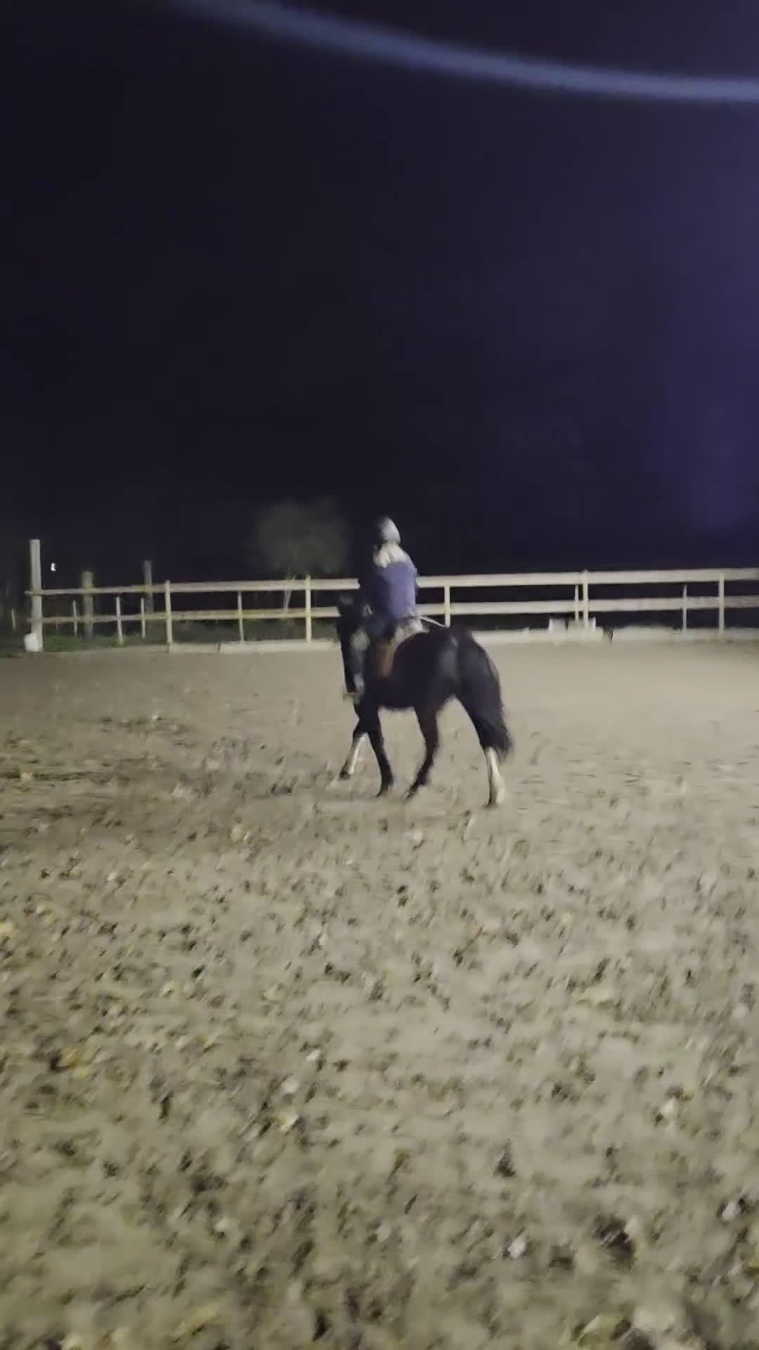 Allround hästar till salu: Allsidig barnponny - Video 1