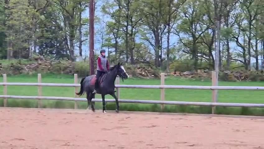 Hoppning hästar till salu: Talangfull 3-åring för framtidens hoppning - Video 3