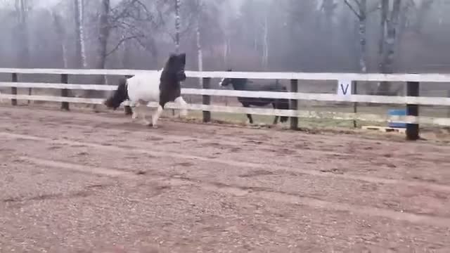 Island hästar till salu: Vackert sto - Video 3