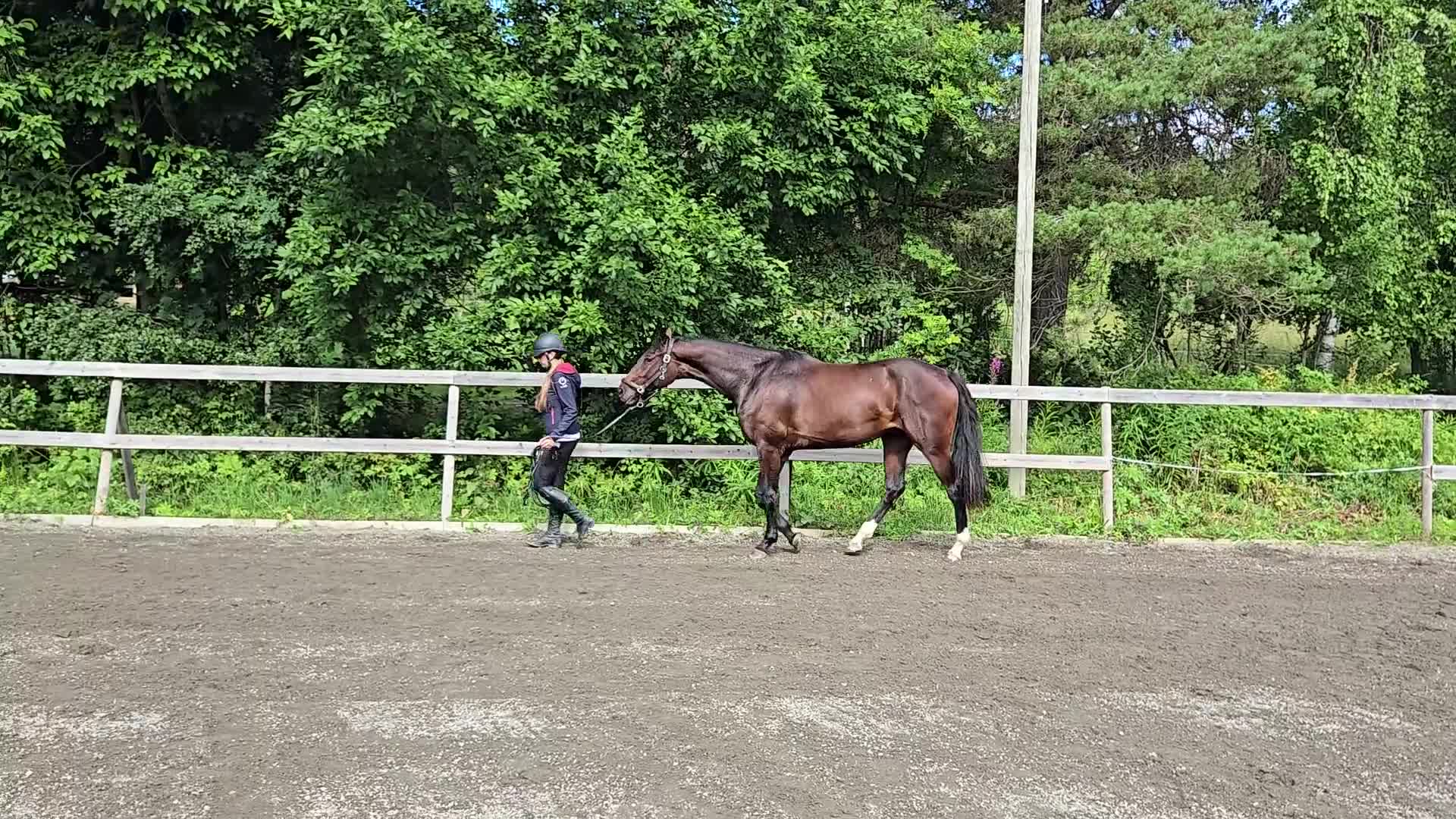 Dressyr hästar till salu: Supertrevlig unghäst f-24 för dressyr - Video 3